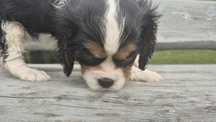 Sunia Cavalier King Charles Spaniel badania genetyczne