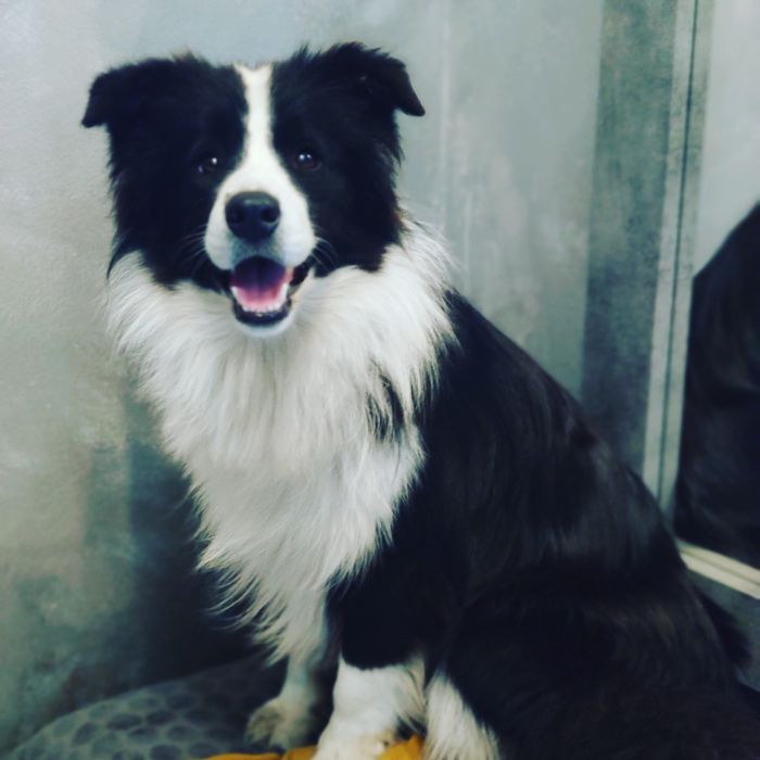 Border collie Zkwp - Wrocław zapowiedz miotu