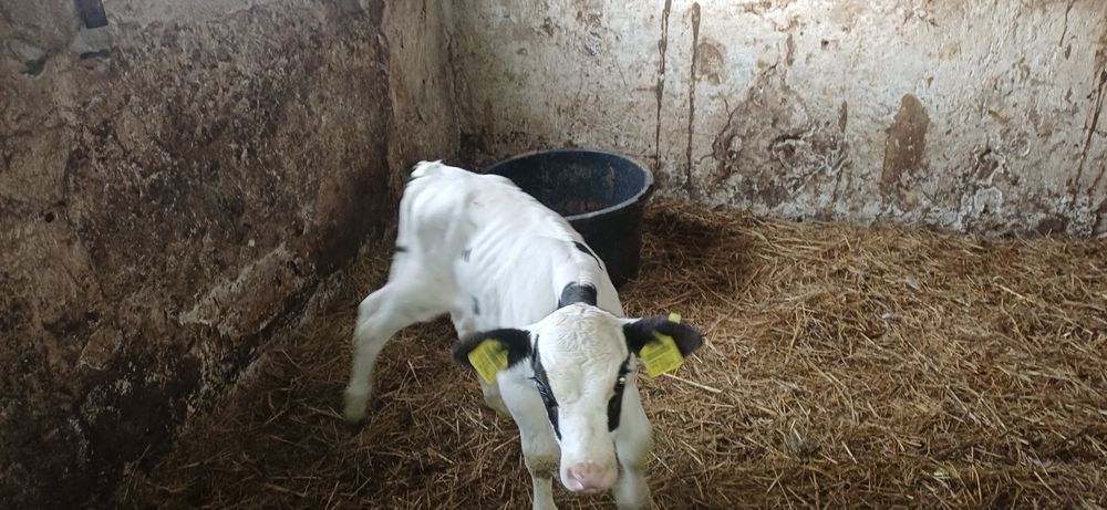 Sprzedam cielęta byczki 2 tygodnie