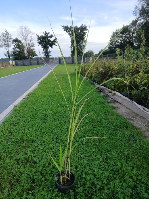 Producent trawy ozdobne miskant prosso