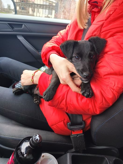 Собака (цуценя) у добрі руки з гарним серцем