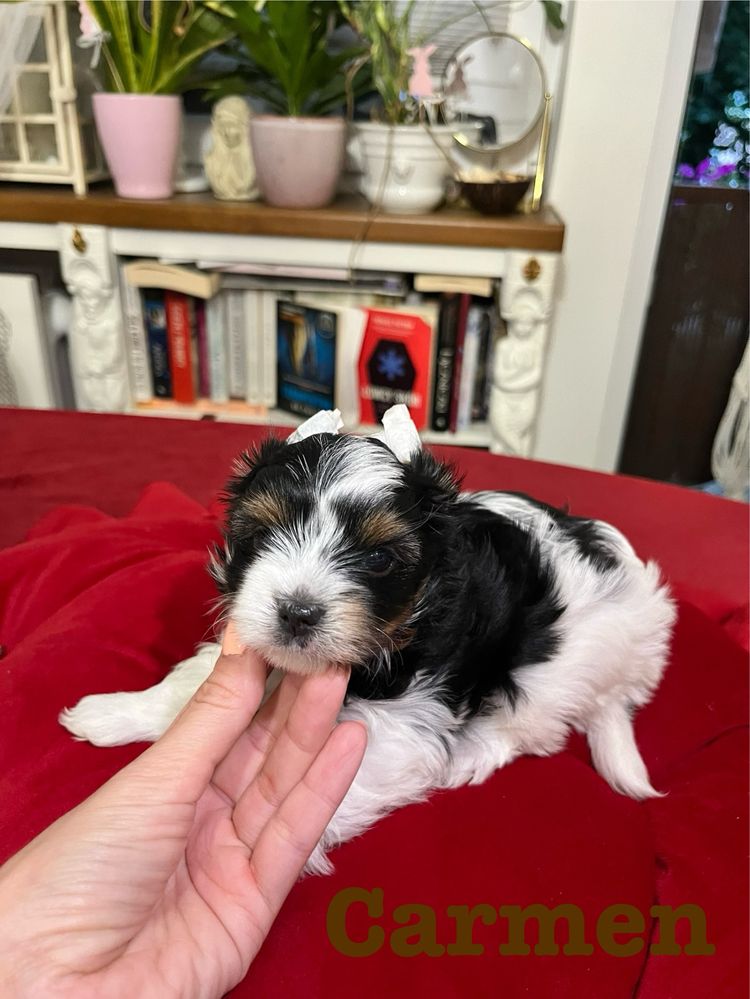 Suczka Yorkshire Terrier Biewer