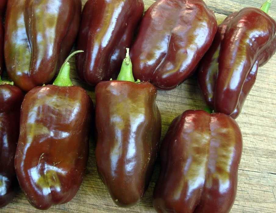 10 Sementes Pimento Sweet Chocolate
