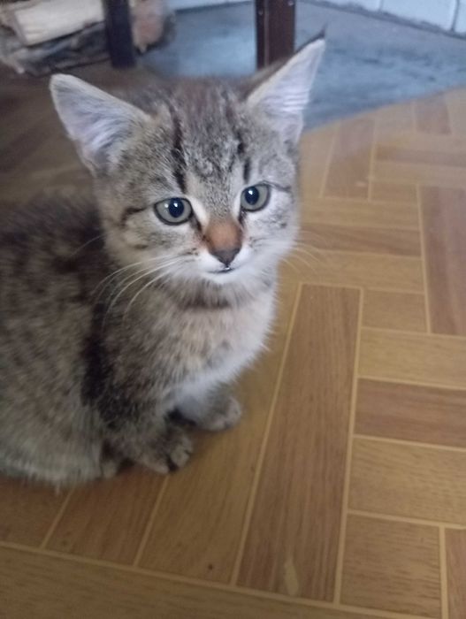 Oddam kotka w dobre ręce.