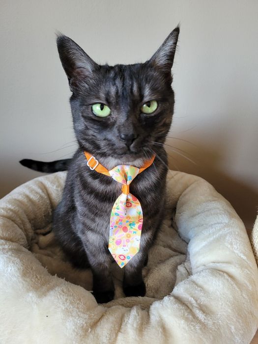 Krawat dla psa kota na Wielkanoc