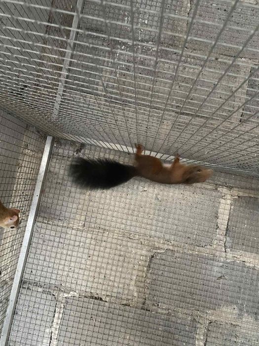 Wiewiórki japonskie samce