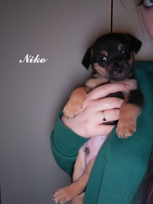 Oddam pieski  do dobrego domu