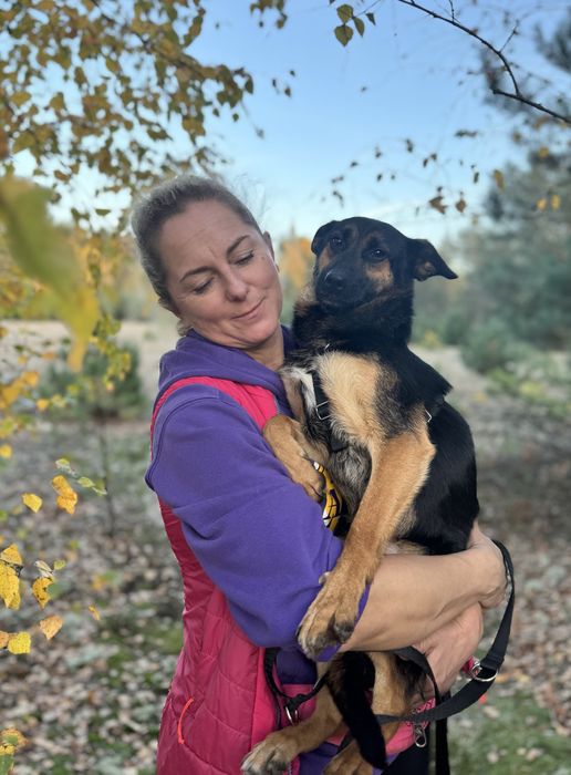 8 kg Gacuś do adopcji! Mikro owczarek, super pies!