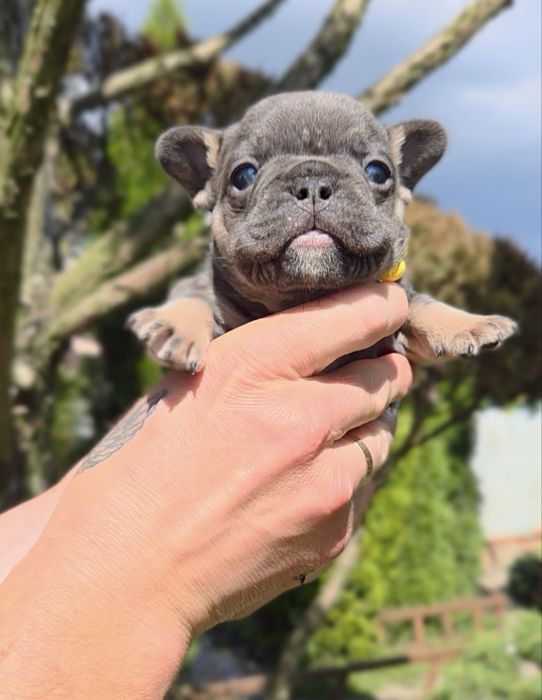 Мини французики в Киеве