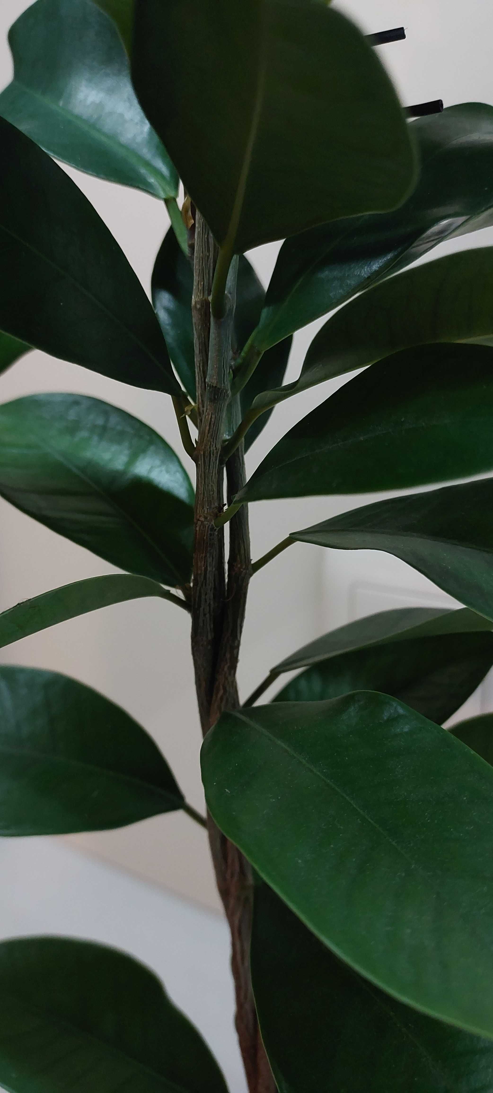 Ficus Microcarpa Fikus Tępy figowiec