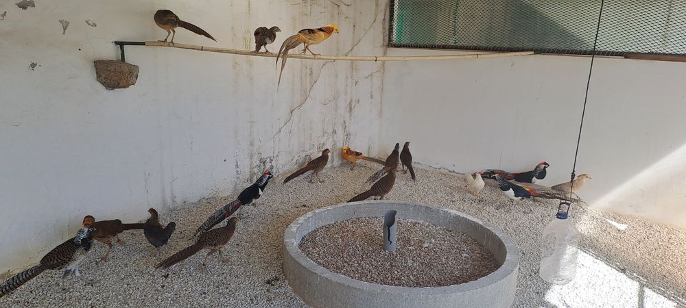 Várias raças de faisões