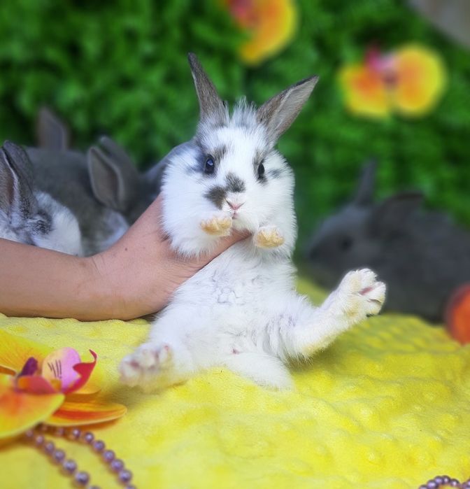 Карликовый мини кролик,карликовий міні,карликові,карликовые