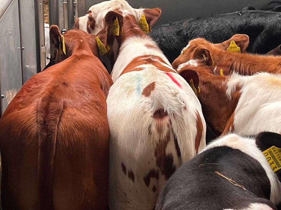 sprzedam cielaki mięsne