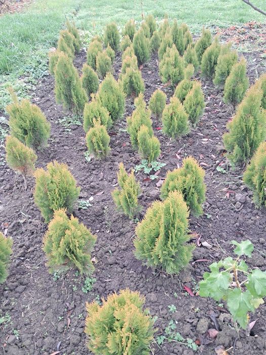 Туя смарагд, ялівець блу ероу