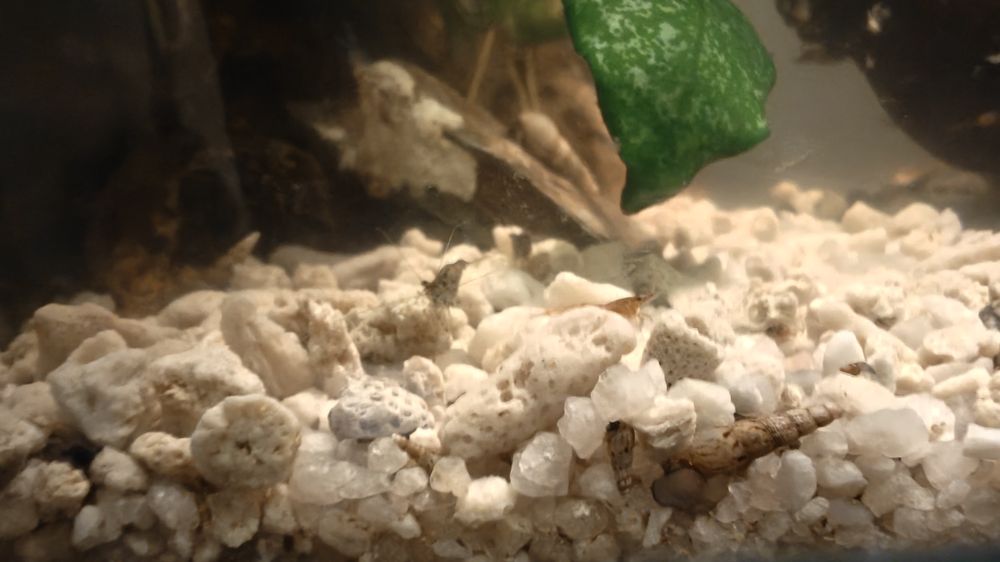 Descartes de camarões aquário