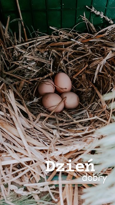 Wiejskie jajka od wolnych kurek