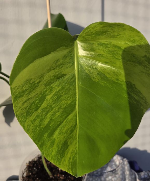 Monstera Aurea Marmorata