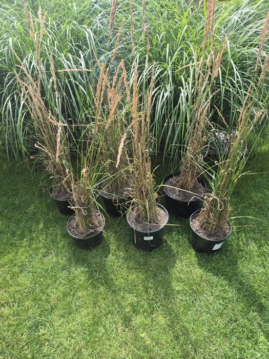 Trawa ozdobna duża sadzonka trzcinnik ostrokwiatowy tylko odbiór