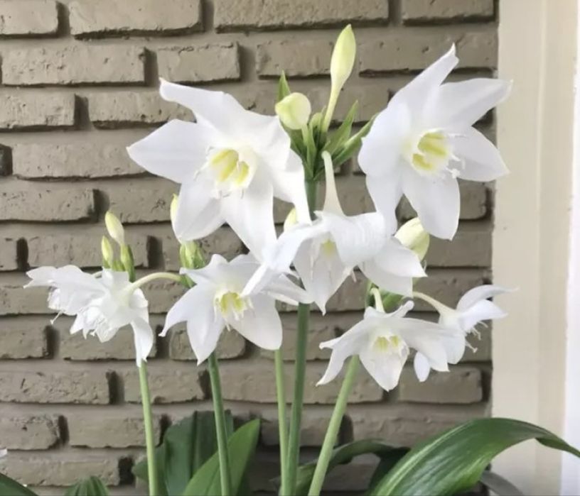 Еухаріс або амазонська лілія