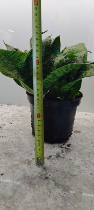 Kwiat, kwiaty doniczkowe, domowe