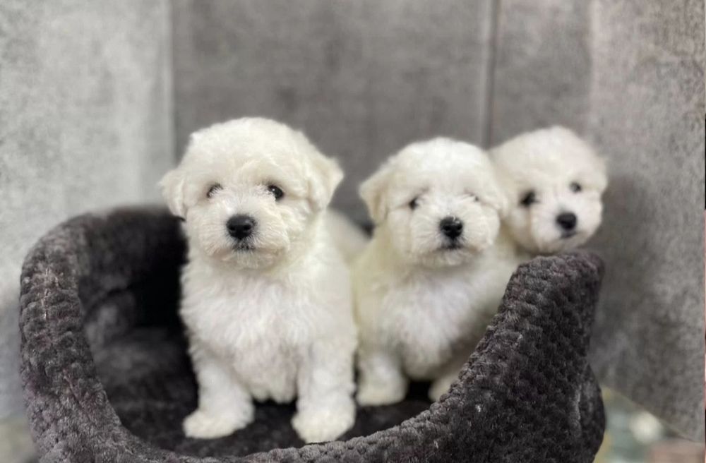 Бишон Фризе Доставка