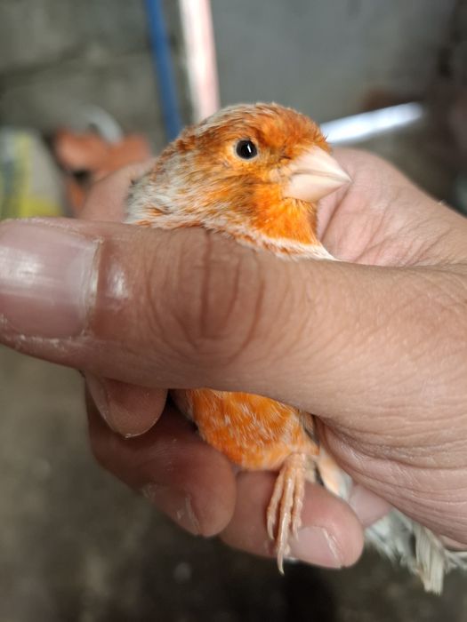 Canario agata vermelho nevado