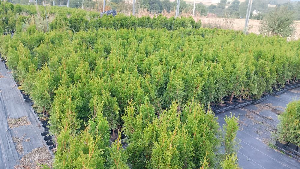 Thuja Smaragd, Tuja Szmaragd 60 cm cena 3 zł