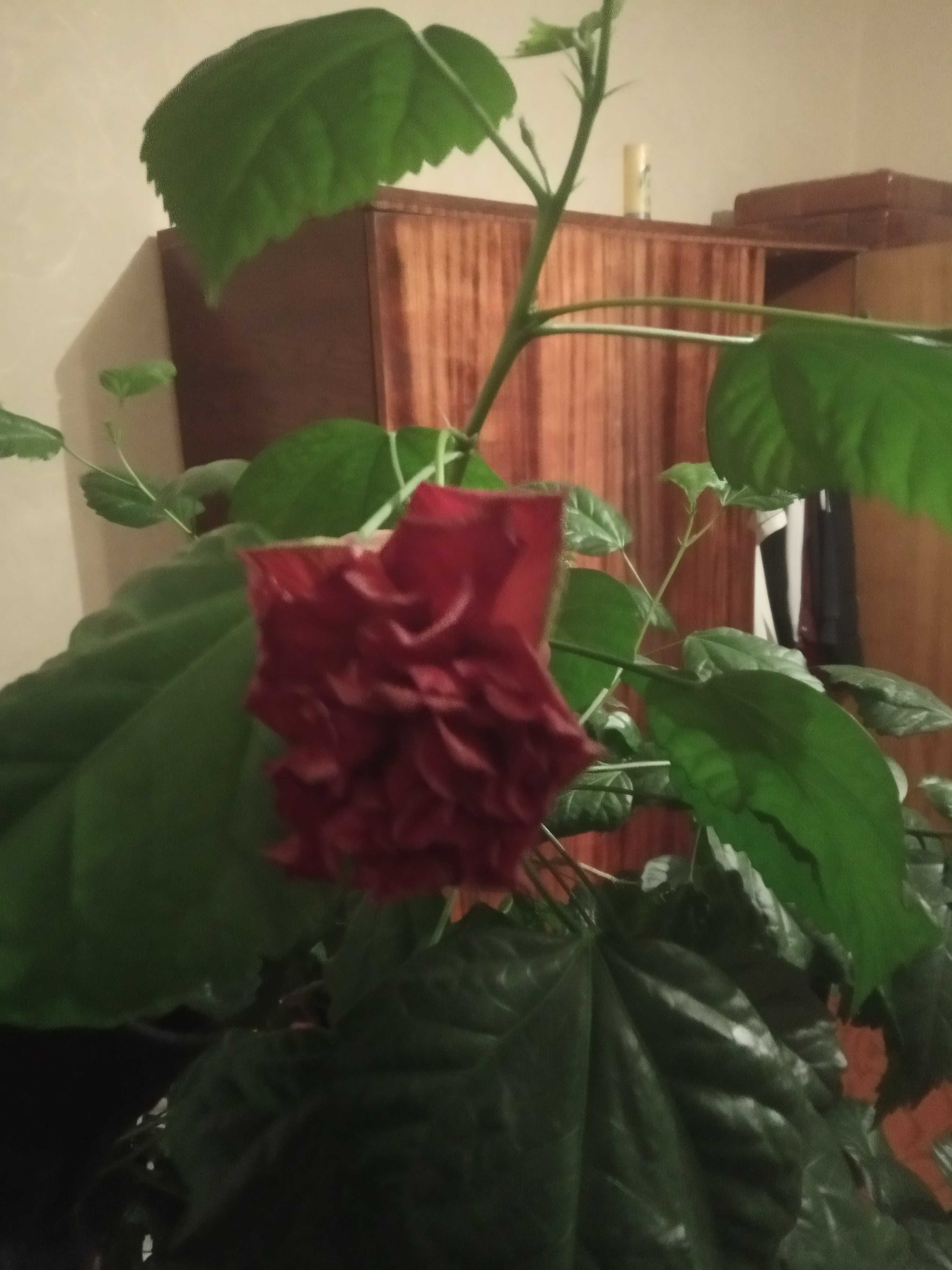 Гібіскус (китайська роза)