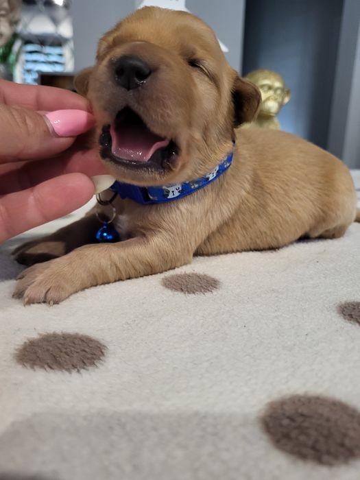 Golden retriever ciemno złote maluszki