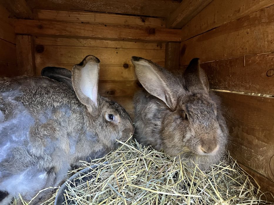 Króle belgijskie samice