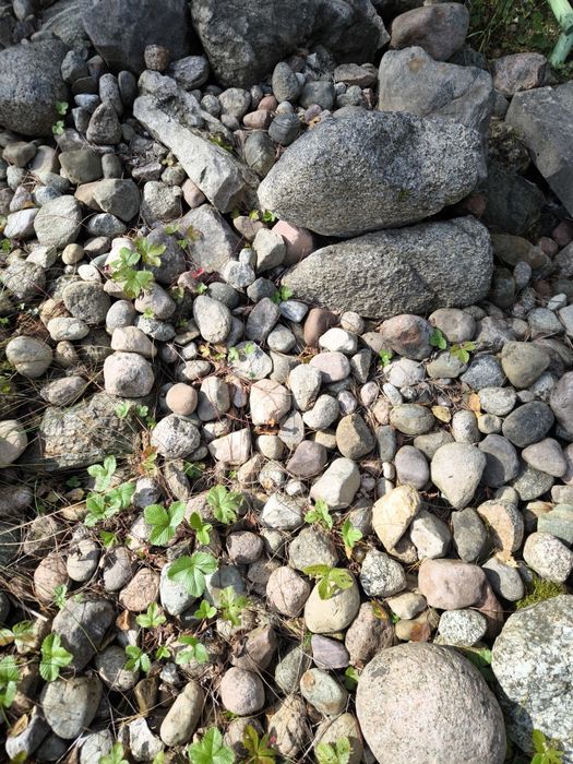 Oddam kamień polny za wywiezienie. Widna Góra / Gowidlino