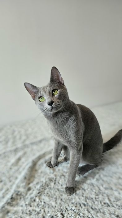 Kocurek Rosyjski Z opcją hodowlaną