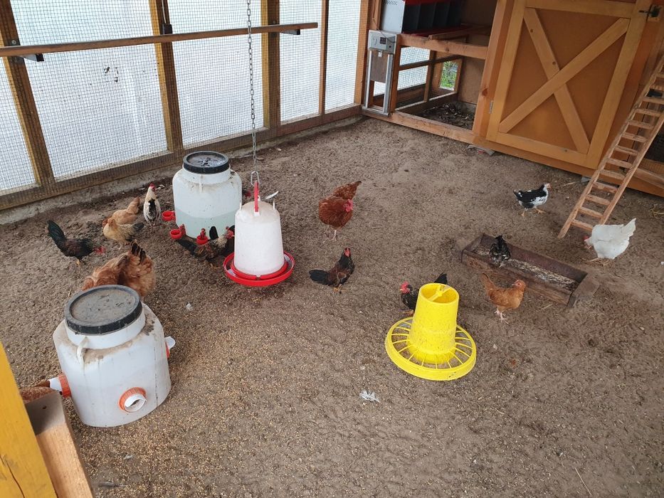 Koguty kogutki  liliputy cwergi