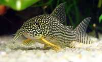 Kirys sterby ( corydoras sterbai )