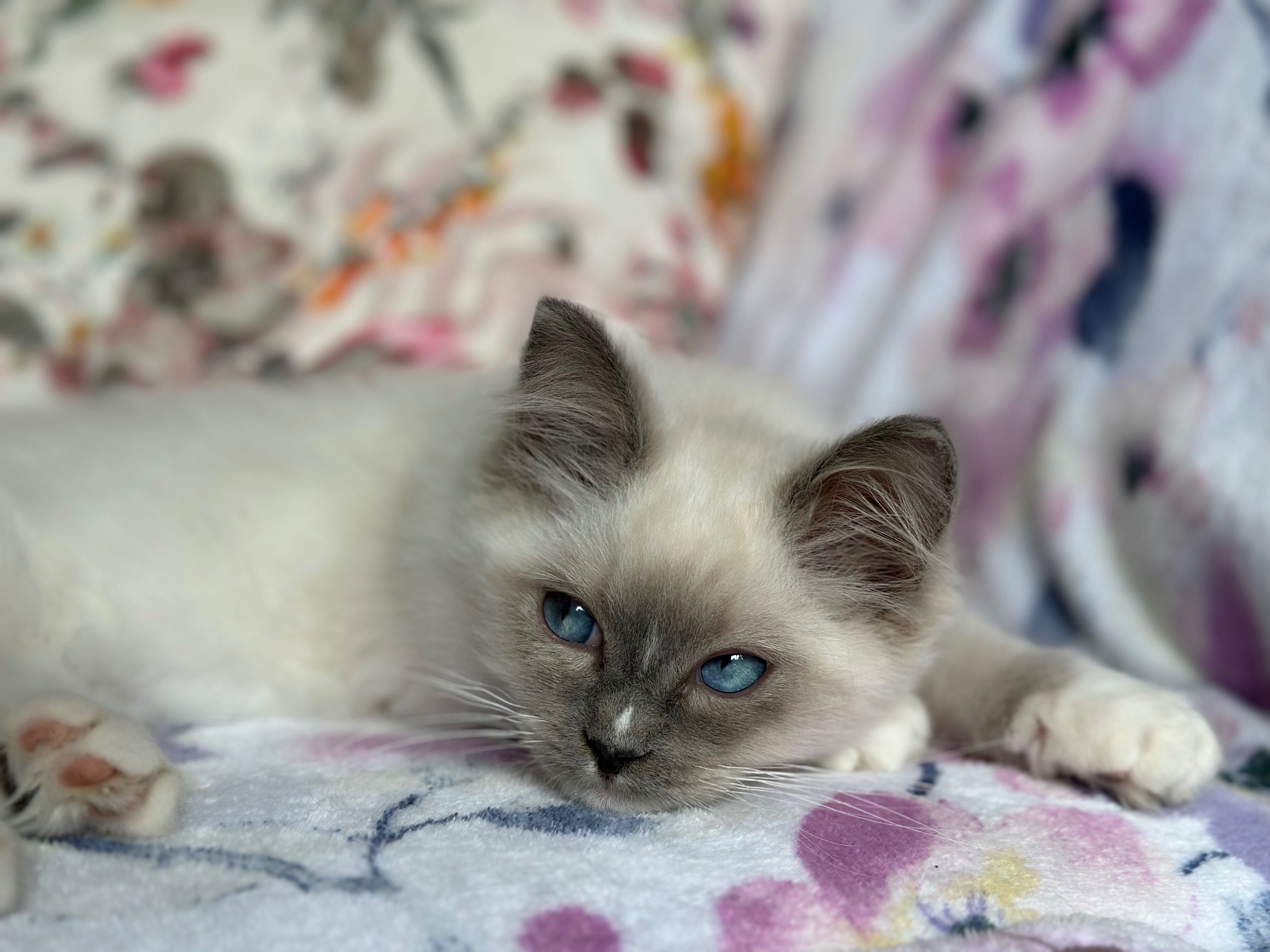 Bardzo towarzyski kocurek Ragdoll