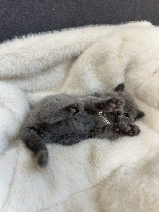 Британська плюшева прямоуха кішечка. Прямоуха кішечка.