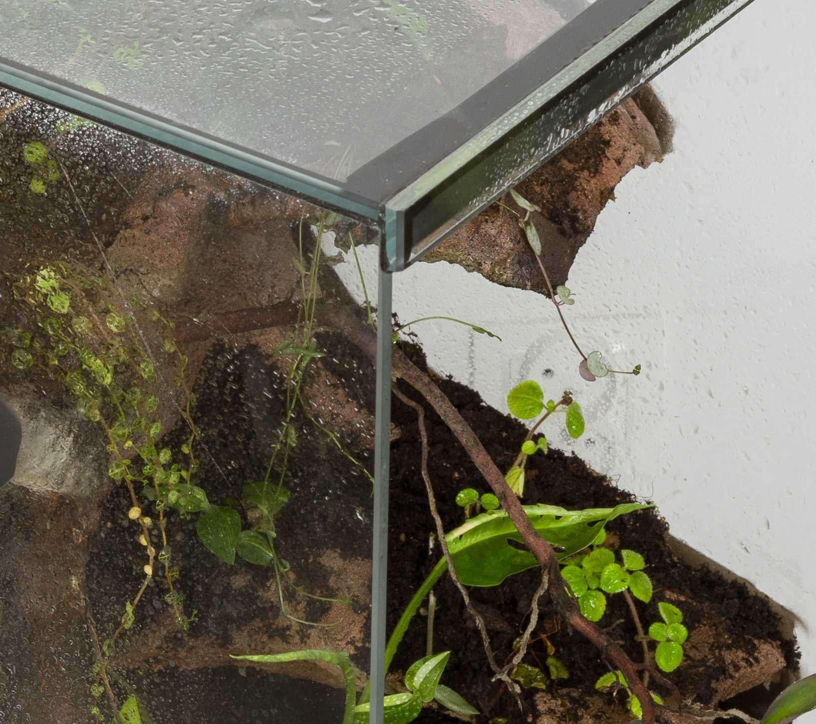 terrarium gekon 40x40x60