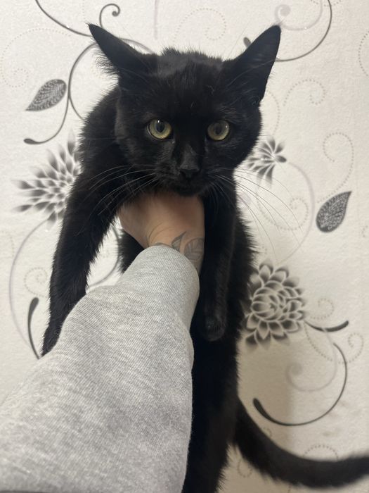 Шукаю для котика сімʼю