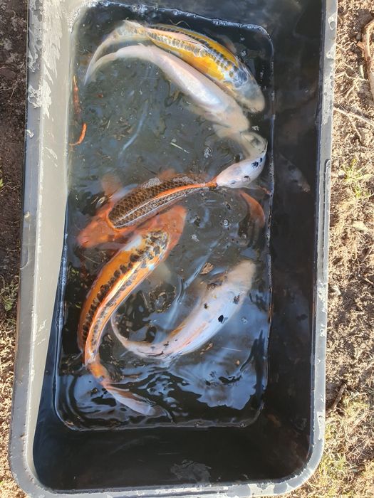 Karp Lin amur Karaś Tołpyga jesiotr koi sandacz