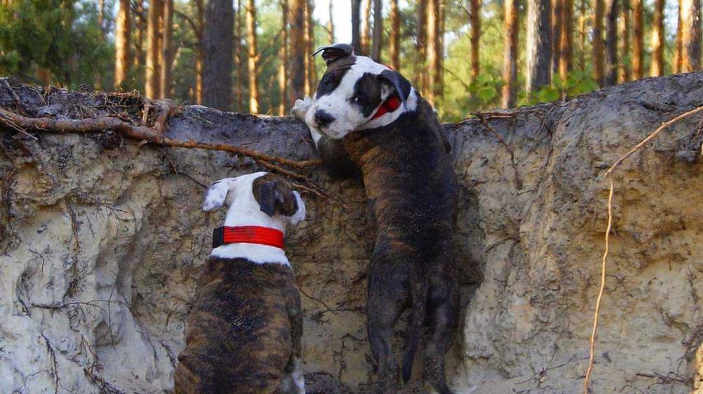 ZKwP/FCI Pręgowany samiec Amstaff, American Staffordshire Terrier