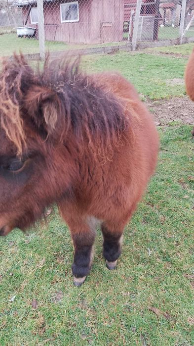 Kucyk kuc klaczka z ogierkiem