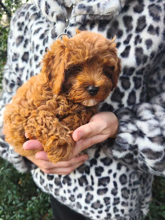 Мальтипу цуценята