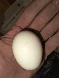Jaja lęgowe Silka USA