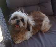 Piesek Shih Tzu z