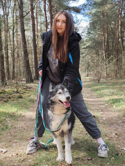 Mix malamut Shaki szuka doświadczonego właściciela