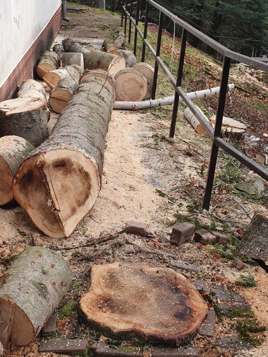 Tanio!!!Wycinka drzew,frezowanie pni,uslugi mulczerem i rebakiem