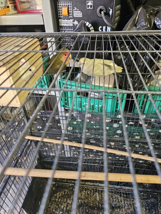 Aves aceito troca por exoticos