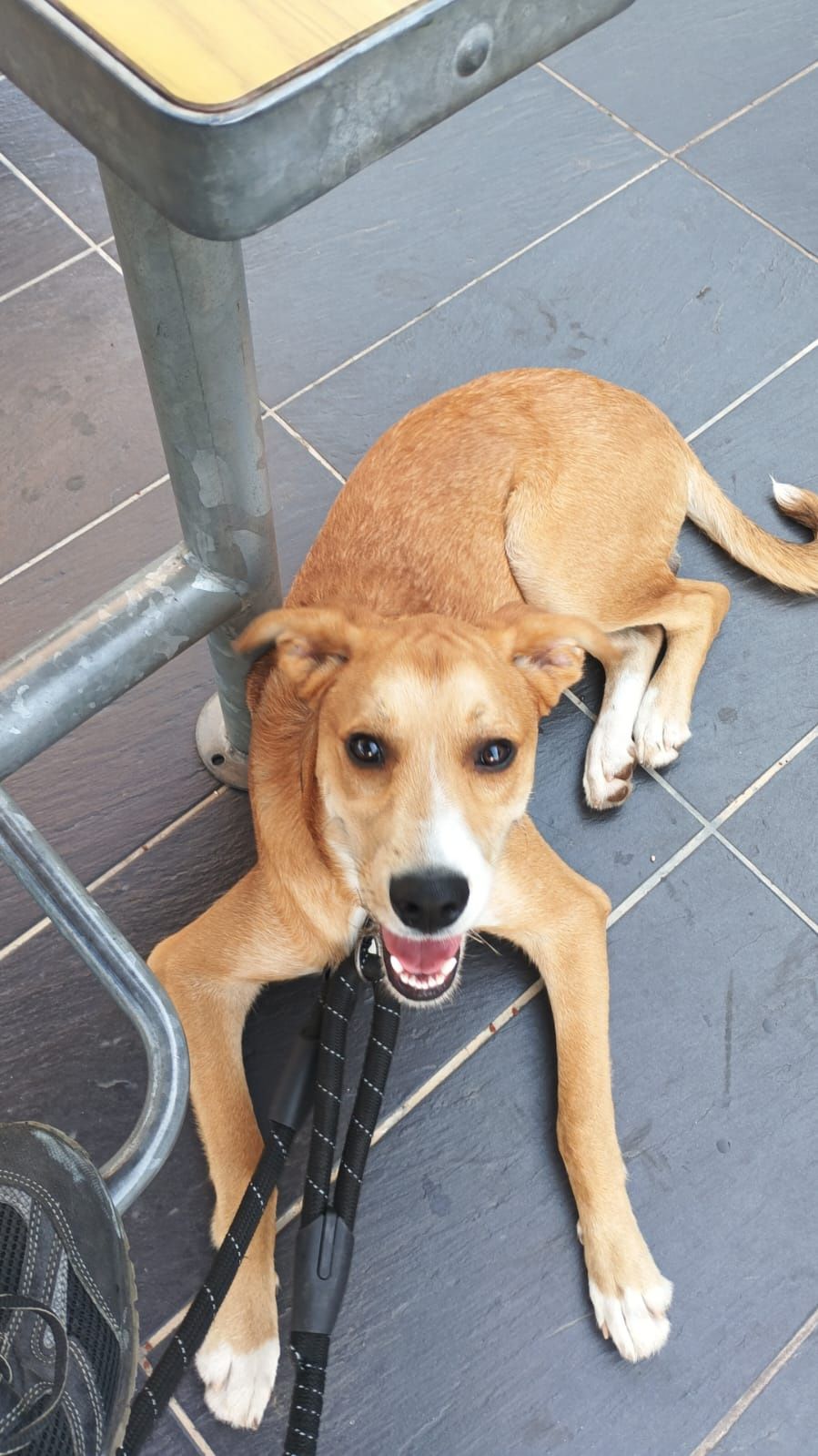 Para dar o cão e uma raça endefinido