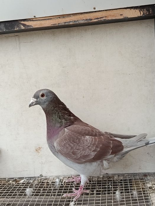 Gołębie pocztowe rozpłodowe.