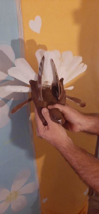 Piękne czerwone Orliki polskie